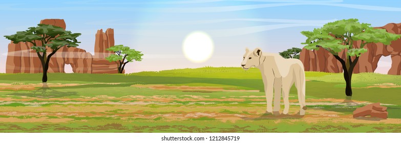 A lonely lion looks around. Hunting lions in the African savannah. Stone rocks and acacia. Wildlife of Africa. Realistic Vector Landscape