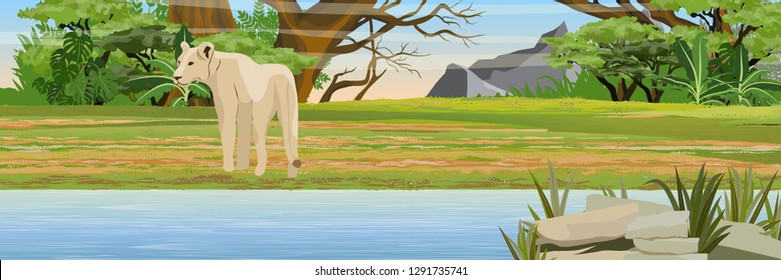A lonely lion looks around. Hunting lions in the african savannah. Bush and jungle. Wildlife of Africa. River bank. Realistic Vector Landscape