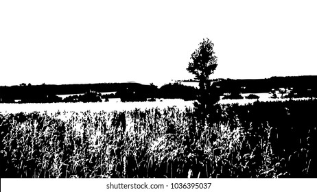 Lonely tree in the field.