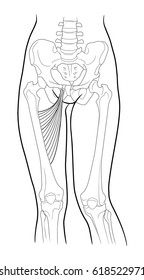 Long adductor hamstrings, short adductor femur and female skeleton and bones of the legs, front view. On a white background