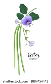 Long beans with leaves and flower realistic design, isolated on white background, Eps 10 vector illustration
