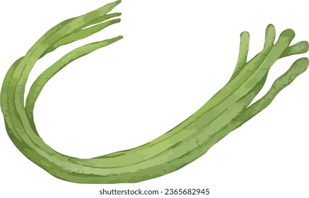 long beans watercolor illustration isolated element