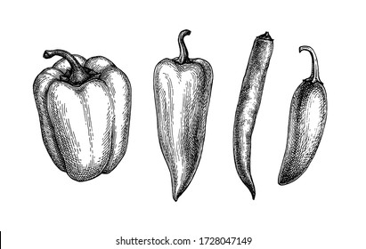 Lange Paprika, Glocke und Chili. Tintenskizze-Sammlung isoliert auf weißem Hintergrund. Handgezeichnete Vektorgrafik. Retro-Stil.