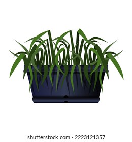 Long black pot of green foliage in realistic style. Flower bed for the window. Colorful illustration isolated on white background.