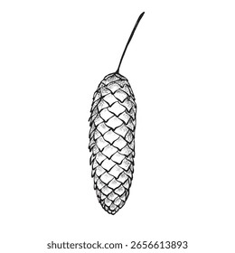 Cono de pino marrón largo con un tallo delgado. Vector gráfico dibujado en estilo realista. Elemento botánico pintado a mano sobre fondo blanco. Ideal para tarjetas, embalaje, decoración y diseño de temporada.