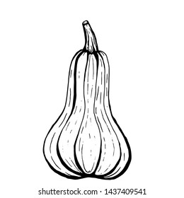 Long butternut pumpkin hand drawn ink illustration isolated on a white background.