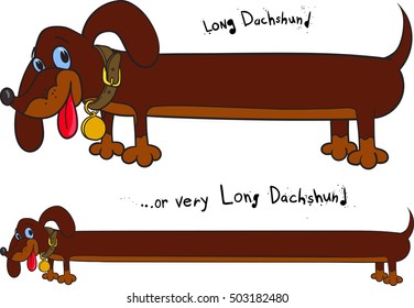 Long cheerful brown dachshund in two positions on white background.