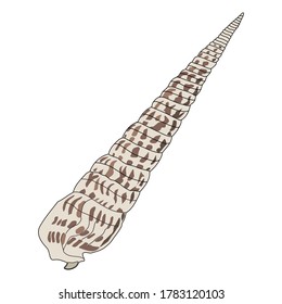 Long Clam Shell Aquatic Animal In the Ocean Design