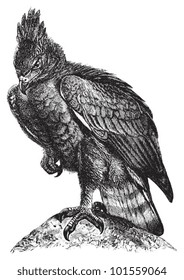 Long crested Eagle (Lophaetus occipitalis) / vintage illustration from Brockhaus Konversations Lexikon 1908