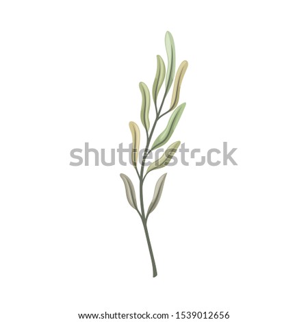 Long curved leaves on the stem. Vector illustration on a white background.