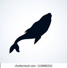 Long cute atlantic minke breach on light aqua backdrop. Dark ink hand drawn zoo pictogram logotype emblem in art retro etching contour print style on paper space for text. Side view