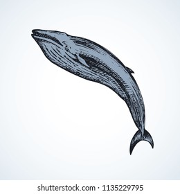 Long cute atlantic minke breach on light aqua backdrop. Freehand outline dark ink hand drawn zoo pictogram logotype emblem sketchy in art retro engraved style pen on paper space for text. Side view