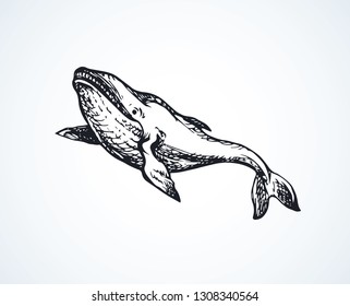 Long cute atlantic minke breach on light aqua backdrop. Freehand outline dark ink hand drawn zoo pictogram logotype emblem sketchy in art retro engraved style pen on paper space for text. Side view