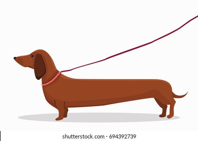 Long dachshund character for a walk. An isolated dog for your design. Red collar with rivets