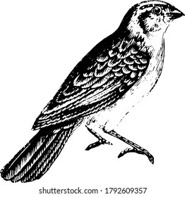 The long, drooping tail feathers of the male Whidah finch in the breeding season give them a peculiar and distinct appearance, vintage line drawing or engraving illustration.