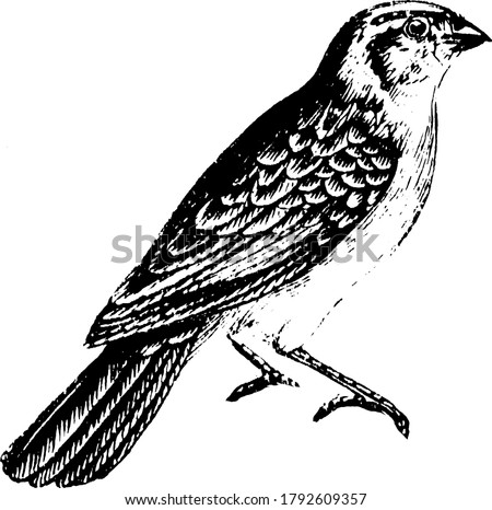 The long, drooping tail feathers of the male Whidah finch in the breeding season give them a peculiar and distinct appearance, vintage line drawing or engraving illustration.