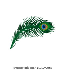 Long emerald  green feather peacock  Plumage beautiful wild bird  Detailed flat vector element for poster  book print
