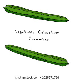 Long English Slicing Burpless Cucumber Vector Illustration. Fresh Green Vegetable. Healthy Vegetarian Cuisine. Savoyar Doodle Style.