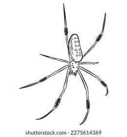 Borrador de araña de pies largos fondo blanco vector.