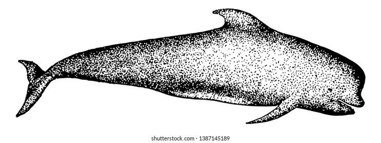 Long Finned Pilot Whale is a mammal in the Delphinidae family of oceanic dolphins, vintage line drawing or engraving illustration.
