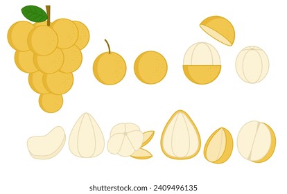 Long gong or lansium parasiticum.Longkong.Exotic fruit.Langsart or langsat tropical fruit with leaf.Sign, symbol, icon or logo isolated.Flat design.Graphic.Hand drawn.Cartoon vector illustration.