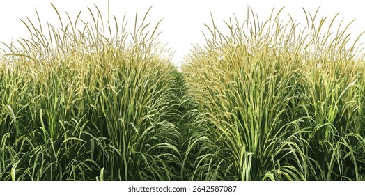 Crecimiento de campos de cultivo de hierba larga, campos de hierba de prado, fondos de recorte de fila, paisaje agrícola, vida rural, filas de hierba, prado verde, fondo de la naturaleza