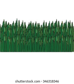 long green grass vector on white background