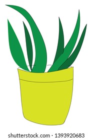 Long green leaf plant in a pot illustration vector on white background 
