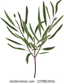Long Green Leaves of a Willow Eucalyptus Tree Branch