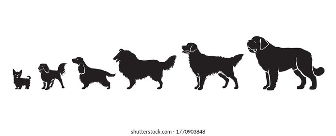 Long Hair Dog Breeds By Size - Isolated Vector Illustration