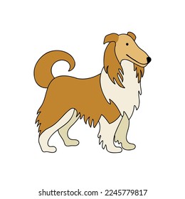 Long haired collie - hand drawn vector illustration. Flat color design.