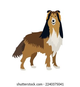 Long haired collie - stylized hand drawn vector illustration. Flat color design.