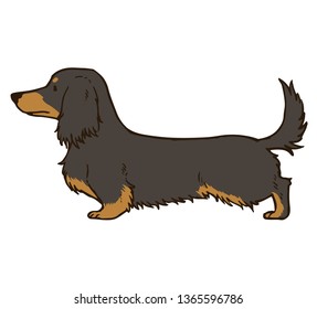 Long haired dachshund Black/Tan