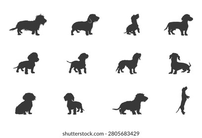 Long haired dachshund dog