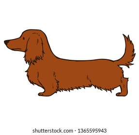 Long haired red dachshund