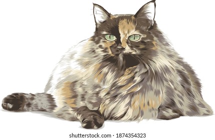 de pelo largo tortoiseshell gato grumpy kitty vector ilustración detallada puffy gordo animal purgar holgazán divertido dibujo digital