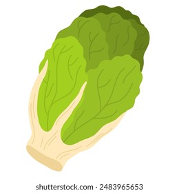 Long head of fresh Chinese or Napa cabbage. Leafy vegetable from China. Icon of raw whole veggie. Flat vector illustration of natural vegetarian food isolated on white background