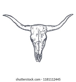 Long Horn Cow Skull hand drawn. Vector illustration