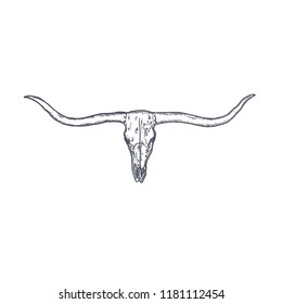 Long Horn Cow Skull hand drawn. Vector illustration