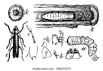 Long Horned Beetles are a cosmopolitan family of beetles, vintage line drawing or engraving illustration.