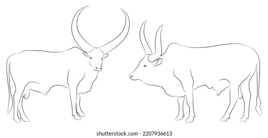 Long horned cow series. Black strokes. Cow silhouette, black white isolated, hand drawn vector, cow silhouette vector illustration.