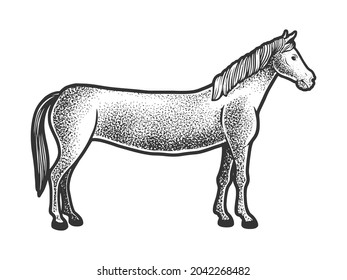 Long horse limousine sketch engraving vector illustration. T-shirt apparel print design. Scratch board imitation. Black and white hand drawn image.