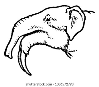 Mastodon de mandíbula longa durante o período de tempo do Mioceno, vintage linha de desenho ou gravura ilustração.