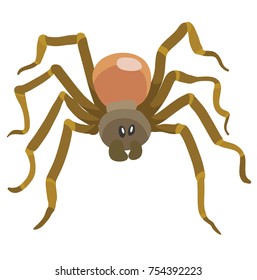 long legged brown spider