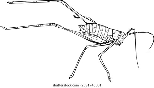 LONG LEGGED GRASSHOPPER LINE ART