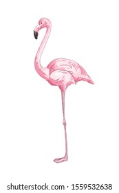 Long legged pink flamingo vector illustration. Hand drawn exotic bird isolated on white background. Side view of realistic african bird with pink feathers. Tropical wildlife, fauna.