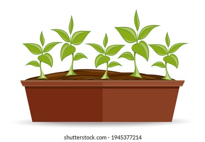 Long low flower pot with young green plants. Vector illustration