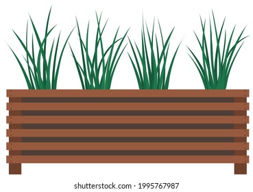 Long, low flowerpot with small green herbaceous plants. Young green grass in pot. Indoor, houseplant for interior decoration. Tall grass, plants in wooden flower pot isolated on white background