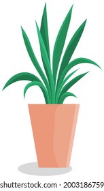 Long, low flowerpot with small green herbaceous plants. Young green grass in pot. Indoor, houseplant for interior decoration. Tall grass, plants in wooden flower pot isolated on white background
