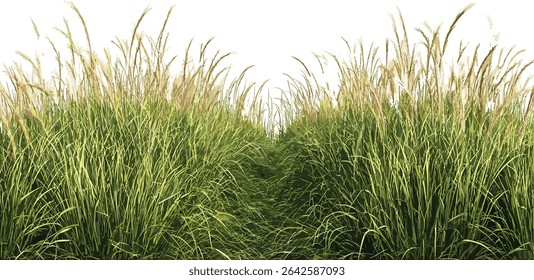 Long meadow grass fields row cutout, farming fields growth, lush green grass, rural landscape, agricultural fields, farm background, summer meadow, grass growing areas